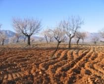 CORTIJO LA ESTRELLA