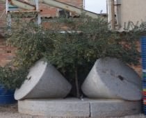 CA L�EMILIA