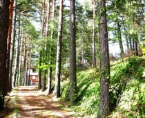 LA TORRE DE CERCEDILLA