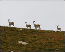 LA CAJIGA DE UCIEDA