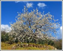 CASA RURAL ACEBUCHE