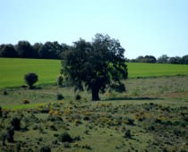 CASA RURAL LA CARRASCA