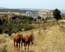 CORTIJO BARRANCO