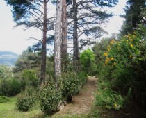 LA TORRE DE CERCEDILLA