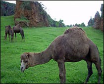 THE NATURE PARK OF CABARCENO