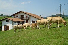 ALKEBEREA