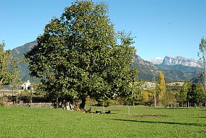 CASA ARANA