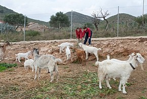CASA RURAL FINCA LIARTE