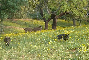CASA RURAL LOS BOGANTES