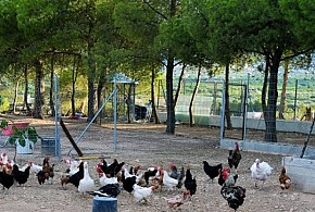 CORTIJO DE ROJAS