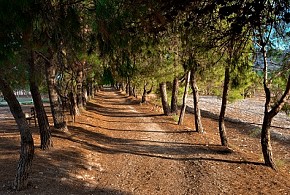 CORTIJO DE ROJAS