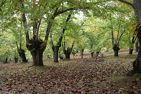 EL CASTAÑAR DE ARACENA