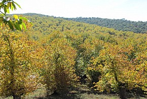 EL CASTAÑAR DE ARACENA