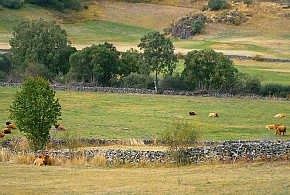 ESTRELLA RURAL