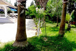 FINCA REAL DE NIEBLA