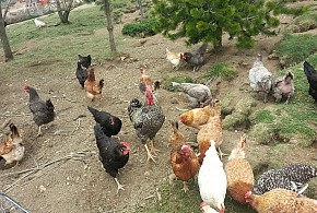 HOSTAL RURAL LA COLLADA DE ARALLA