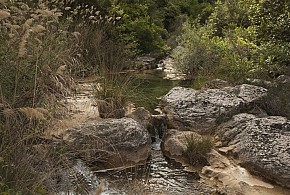 MOLI DE SOTORRES