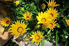 VILLA HORTENSIAS